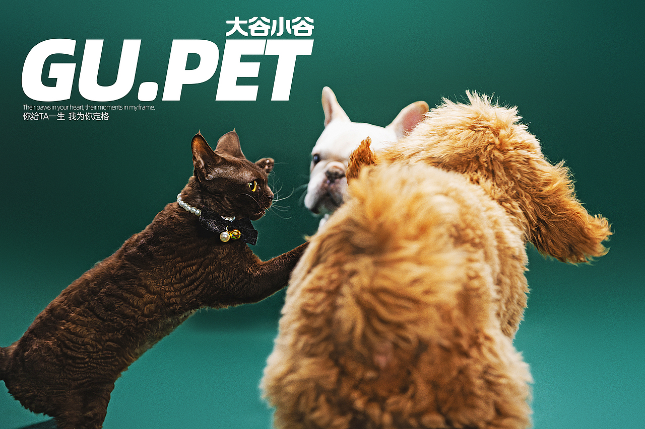 今天要是没有罐罐,小喵我也是略懂拳脚🐱👊🐶