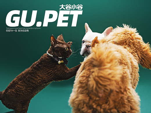 今天要是没有罐罐，小喵我也是略懂拳脚🐱👊🐶