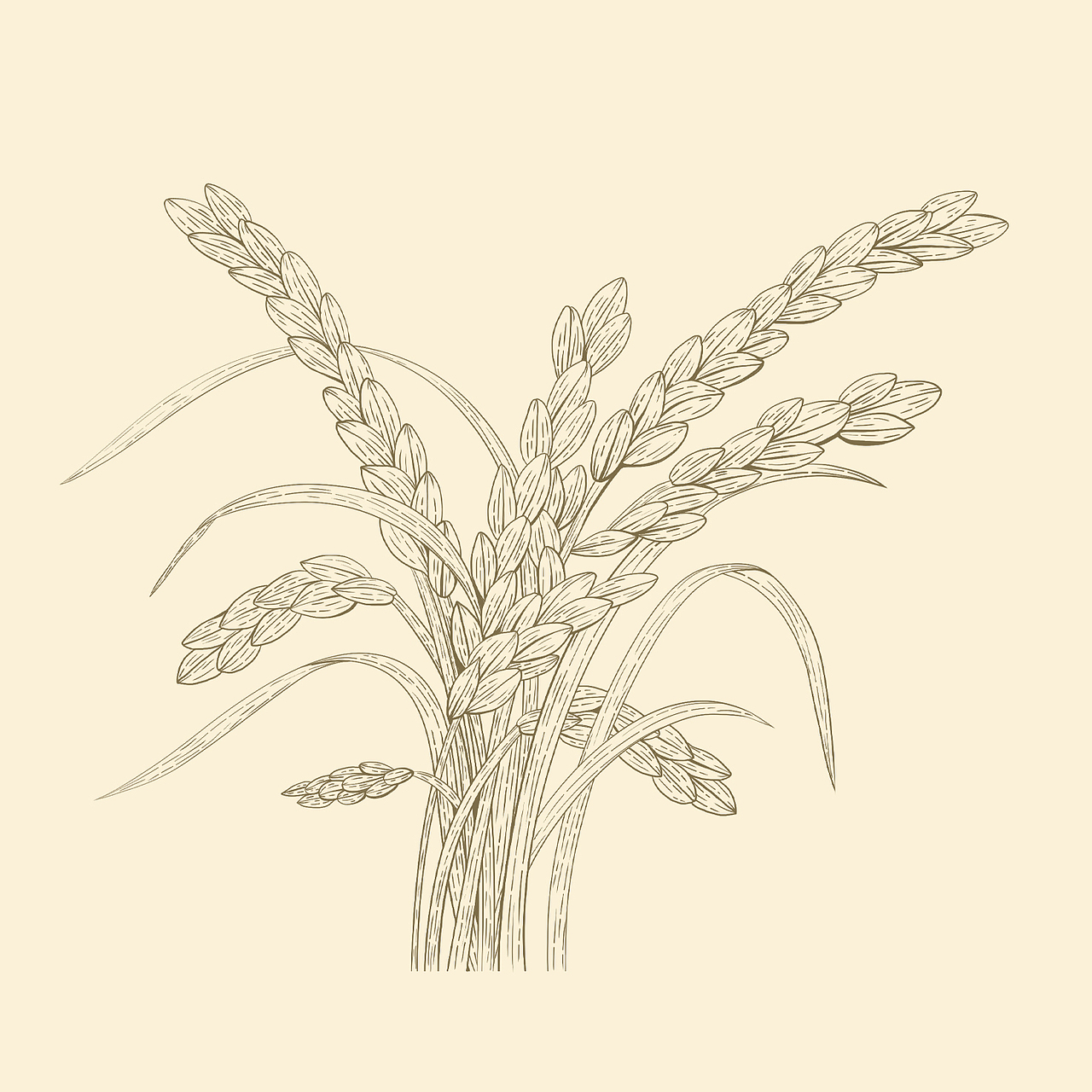 版画风格大米稻穗包装插画（图ZMzg5MjEyNDM2） - 商业插画 - 站酷设计师萌鸦广告原创素材 - 站酷ZCOOL