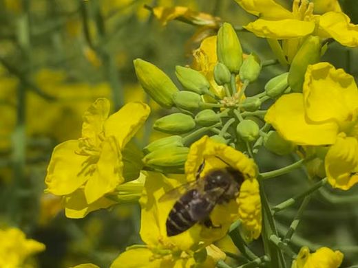 蜜蜂在油菜花田里采花蜜