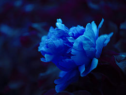 标题；牡丹花的风采