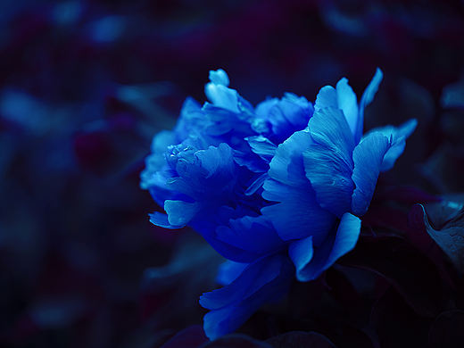 标题;牡丹花的风采
