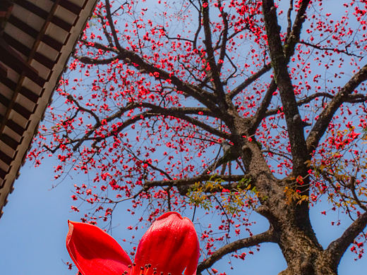 《指尖撷春：木棉映晴空》