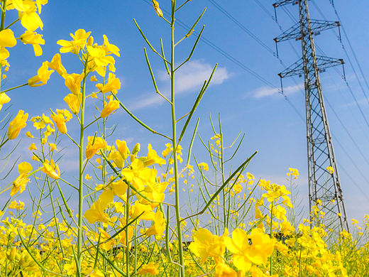 《金英映晴空》