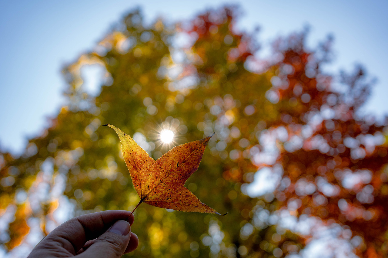 《叶间秋阳：光影诗章》 