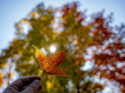 《叶间秋阳：光影诗章》 