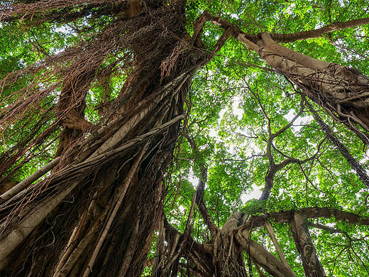 《榕荫秘境：自然的绿幕华章》 