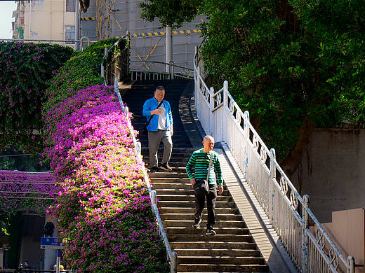 《阶间花影：行人的春日途程》 