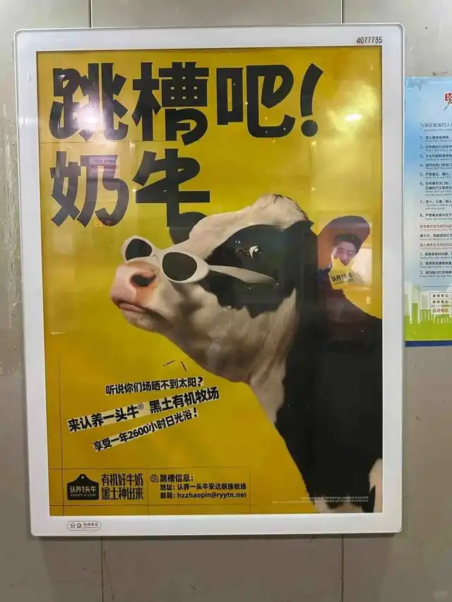 认养一头牛回应广告争议/阿尔法罗密欧推出115周年logo/卡地亚女性主题展馆开放（图ZMTUwNjk4MDg=） - 资讯 - 站酷设计师站酷资讯原创素材 - 站酷ZCOOL