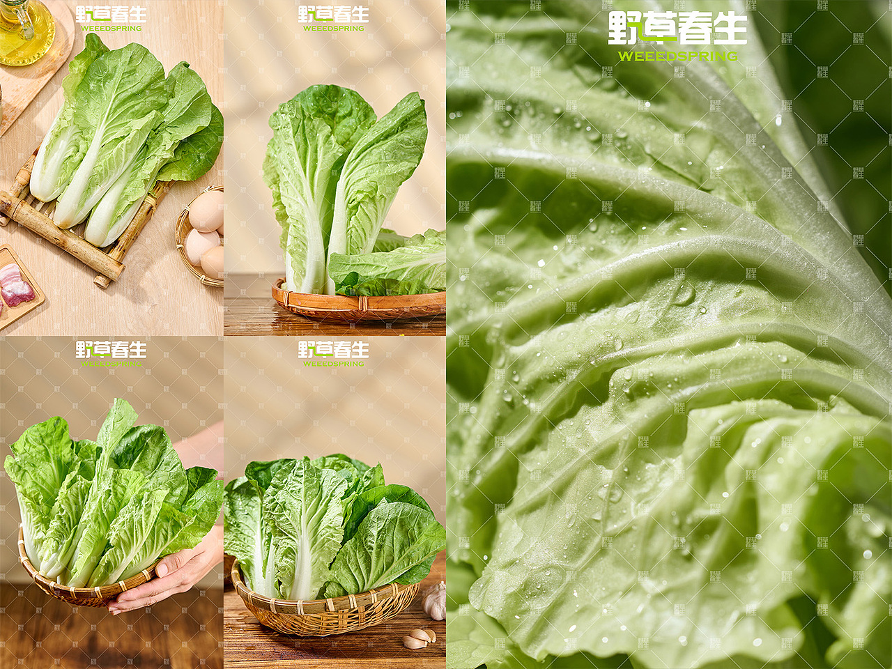 野草春生X毛白菜摄影