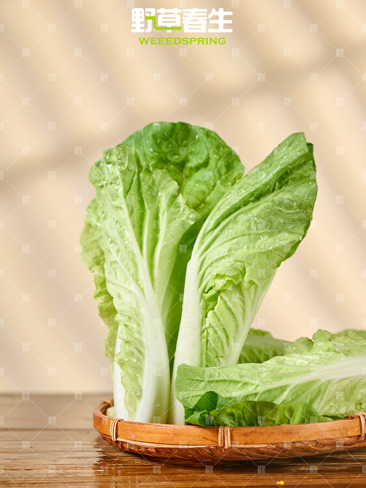 野草春生X毛白菜摄影