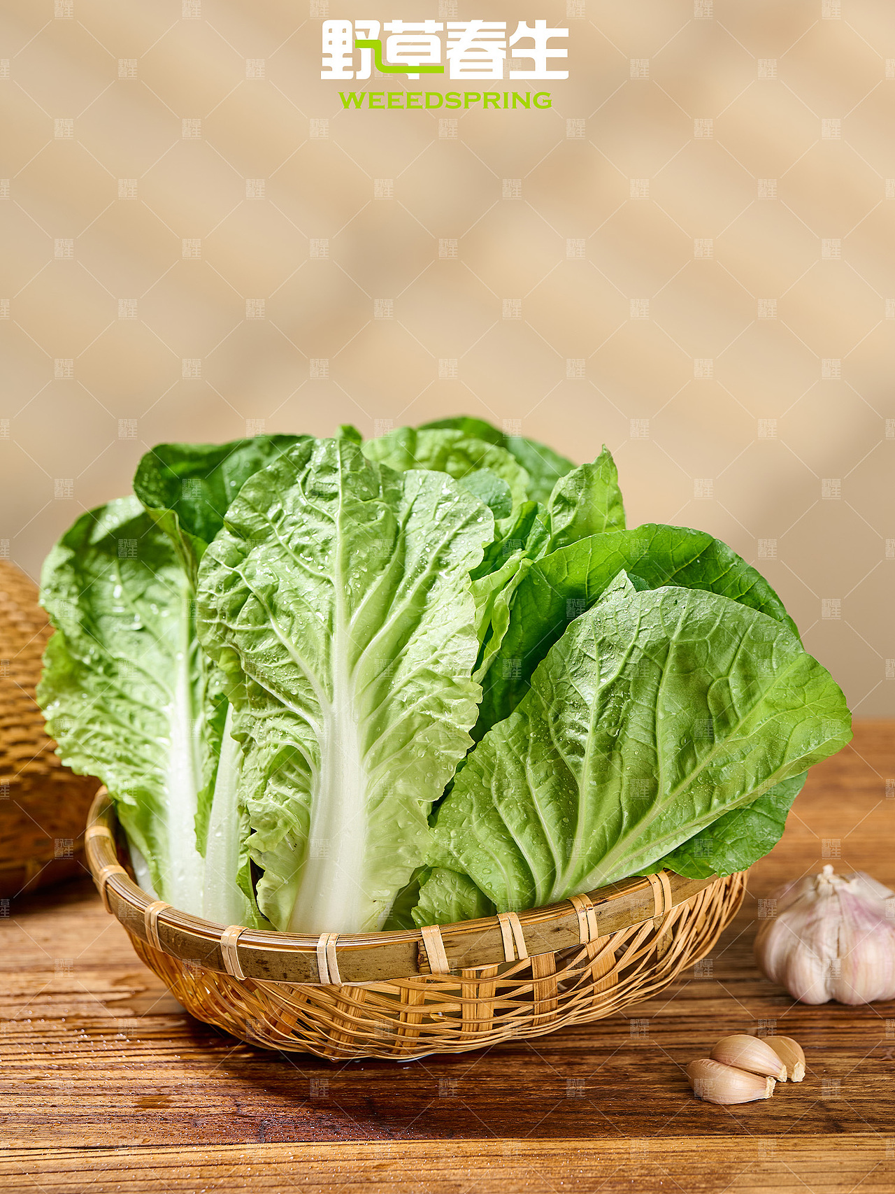 野草春生X毛白菜摄影