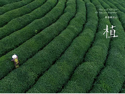 ⟪莲花集⟫ 茶叶品牌 | VI提案设计
