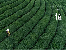 茶