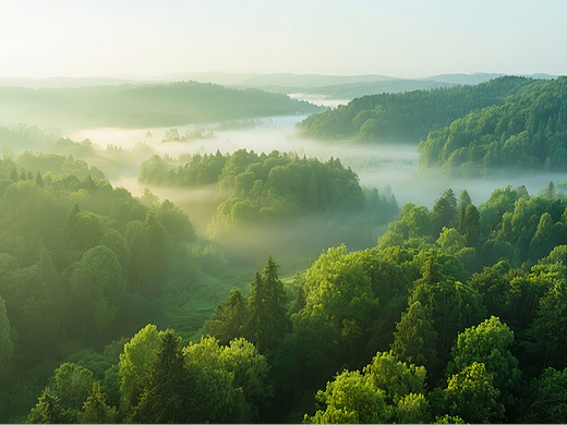清晨阳光普照森林
