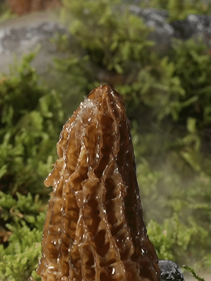 羊肚菌 | 食品视频 ✖ 众目摄影 |（图ZMzg5MzgyODEy） - 宣传片 - 站酷设计师众目摄影设计原创素材 - 站酷ZCOOL