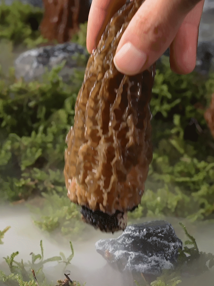 羊肚菌 | 食品视频 ✖ 众目摄影 |（图ZMzg5MzgyODE2） - 宣传片 - 站酷设计师众目摄影设计原创素材 - 站酷ZCOOL