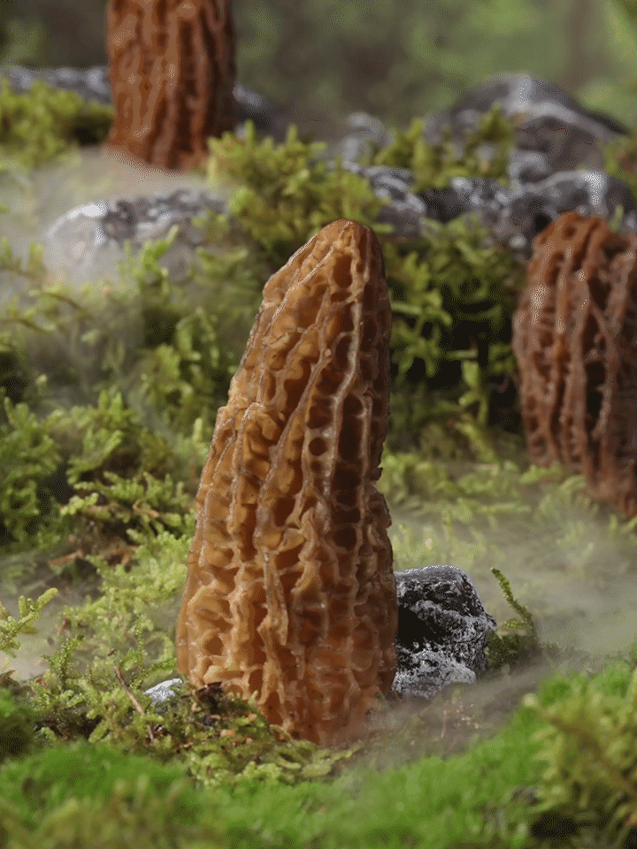 羊肚菌 | 食品视频 ✖ 众目摄影 |（图ZMzg5MzgyODA4） - 宣传片 - 站酷设计师众目摄影设计原创素材 - 站酷ZCOOL