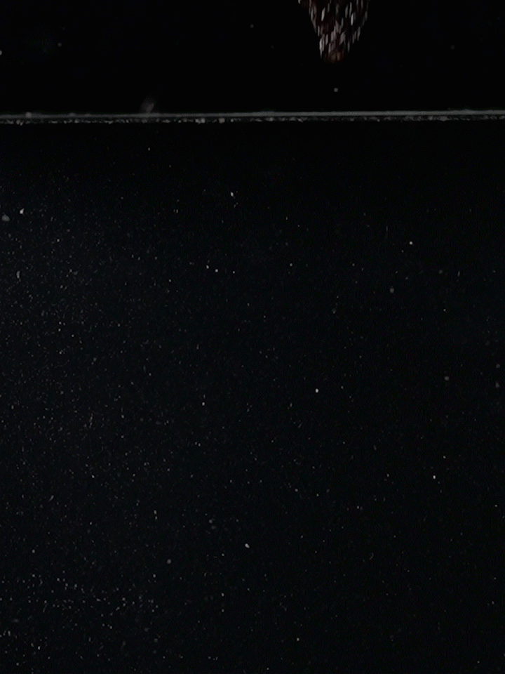 羊肚菌 | 食品视频 ✖ 众目摄影 |（图ZMzg5MzgyODI0） - 宣传片 - 站酷设计师众目摄影设计原创素材 - 站酷ZCOOL