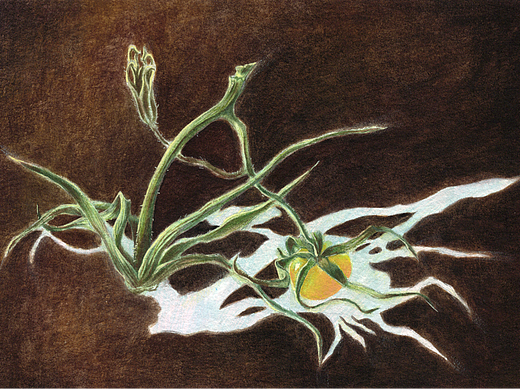 原创手绘插画｜植物的诗意