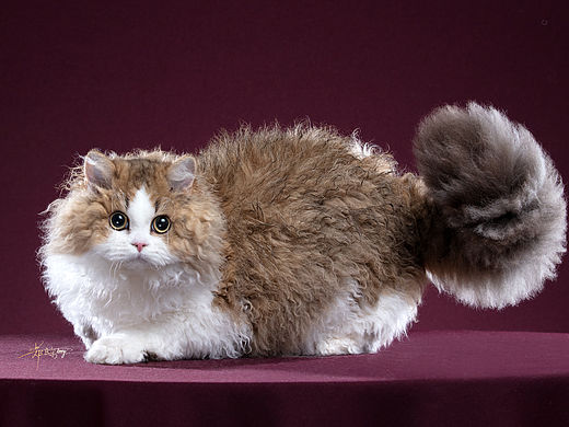 塞尔凯克羊毛猫