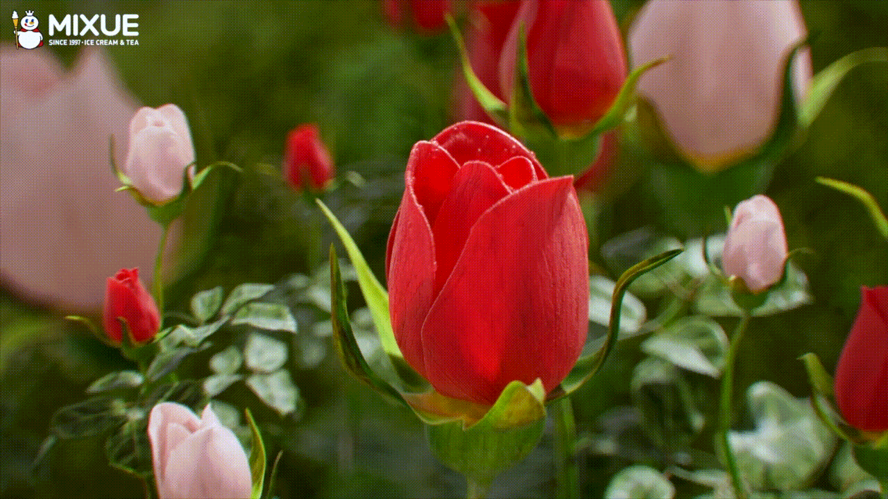 三维动画丨蜜雪冰城海外产品广告 CG动画（图ZMzg5NDQ5OTEy） - 动画/影视 - 站酷设计师INK橙墨原创素材 - 站酷ZCOOL