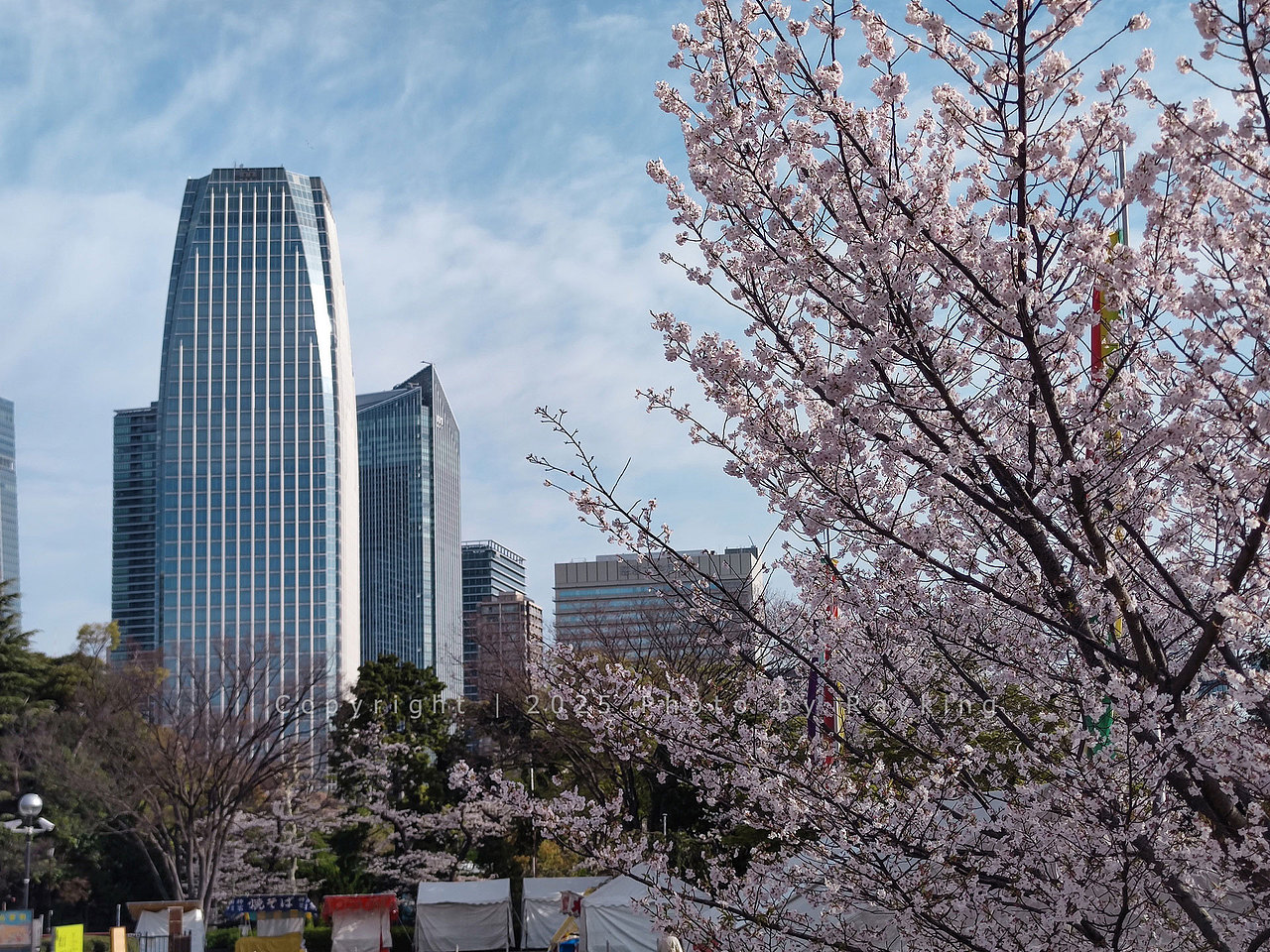 瑰丽缤纷｜ 2025樱花满开的东京（图ZMzg5NDcxNzg0） - 风光摄影 - 站酷设计师金钻子原创素材 - 站酷ZCOOL