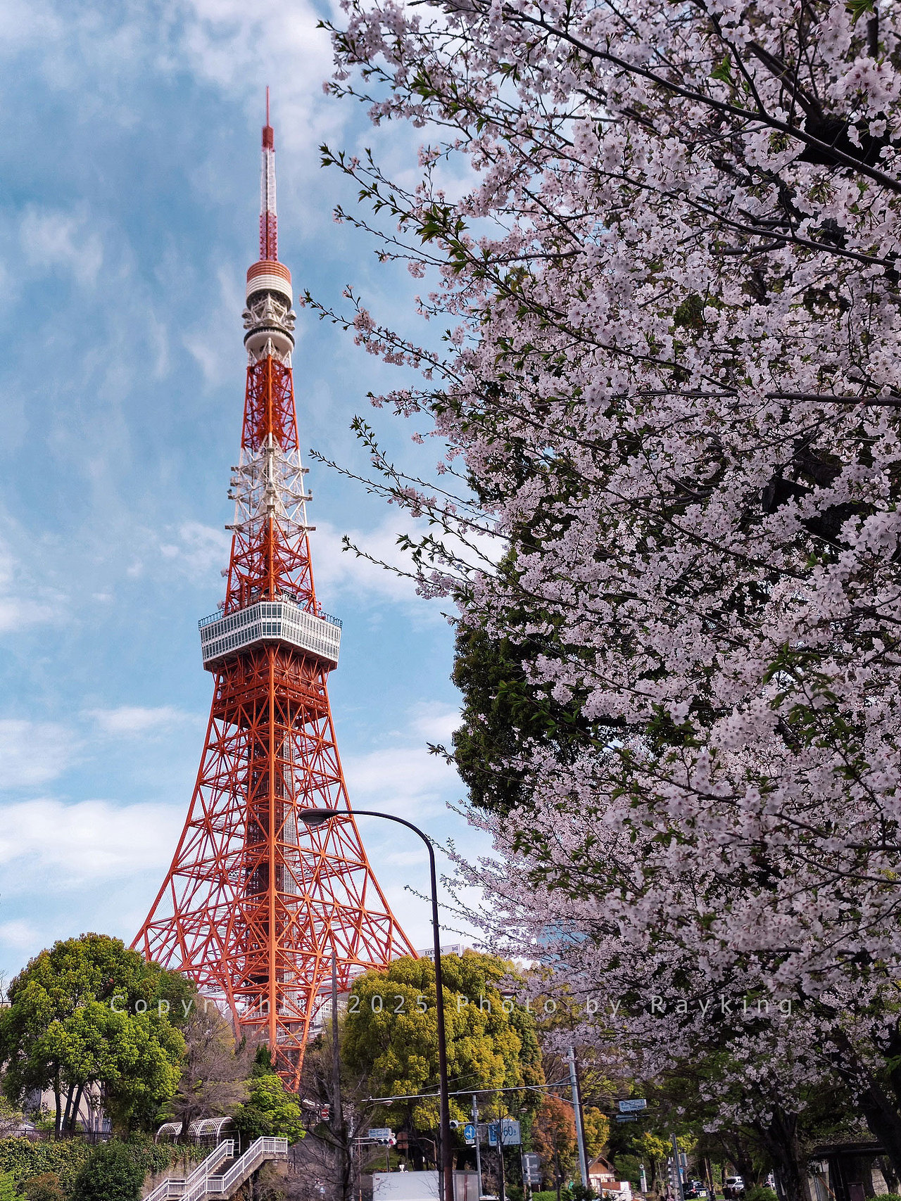 瑰丽缤纷｜ 2025樱花满开的东京（图ZMzg5NDcxNzg4） - 风光摄影 - 站酷设计师金钻子原创素材 - 站酷ZCOOL