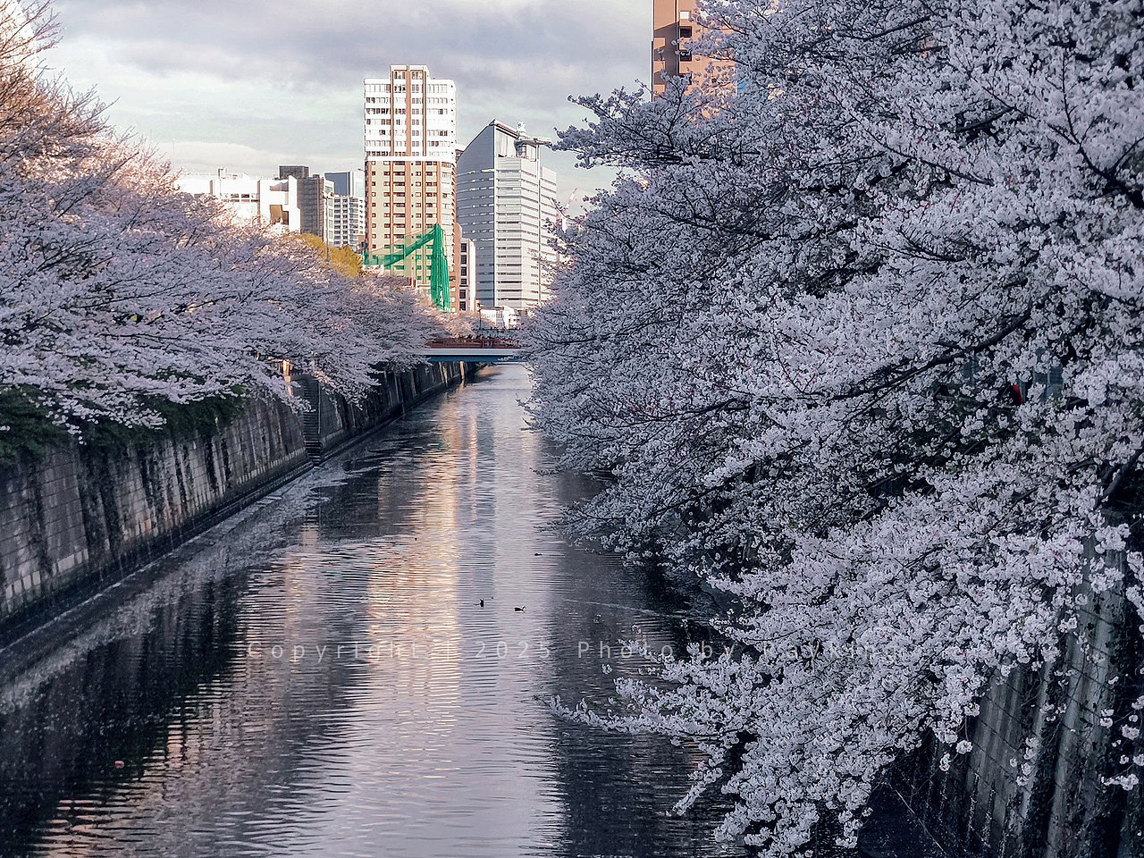 瑰丽缤纷｜ 2025樱花满开的东京（图ZMzg5NDcxODI0） - 风光摄影 - 站酷设计师金钻子原创素材 - 站酷ZCOOL