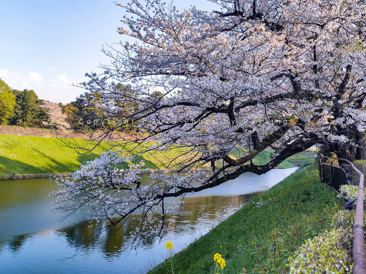 瑰丽缤纷｜ 2025樱花满开的东京（图ZMzg5NDcxODQ0） - 风光摄影 - 站酷设计师金钻子原创素材 - 站酷ZCOOL