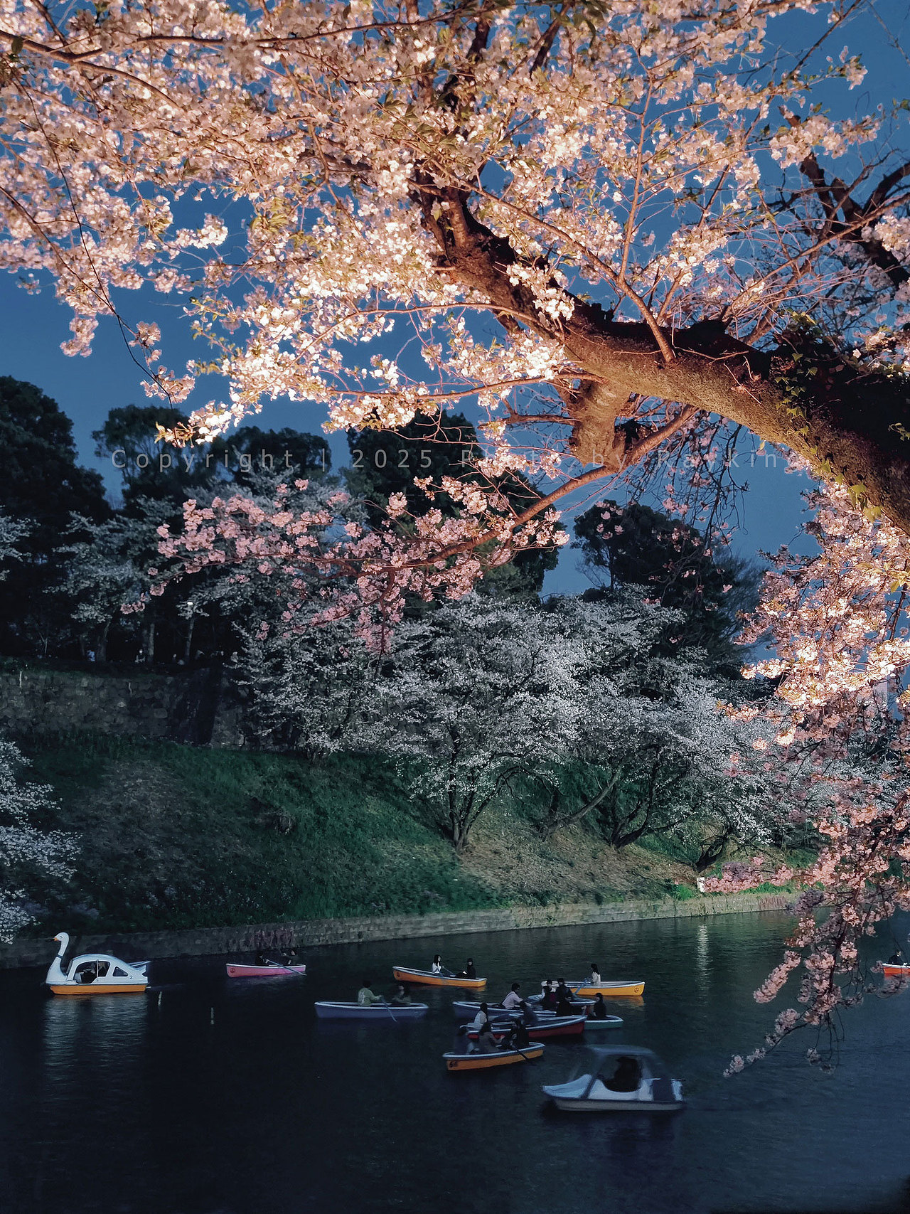 瑰丽缤纷｜ 2025樱花满开的东京（图ZMzg5NDcxODU2） - 风光摄影 - 站酷设计师金钻子原创素材 - 站酷ZCOOL