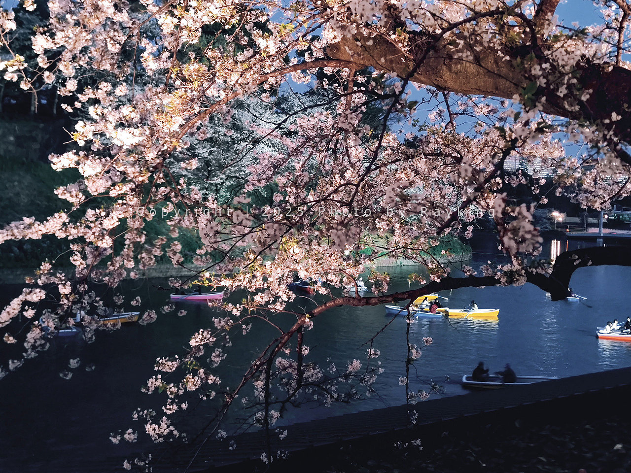 瑰丽缤纷｜ 2025樱花满开的东京（图ZMzg5NDcxODYw） - 风光摄影 - 站酷设计师金钻子原创素材 - 站酷ZCOOL