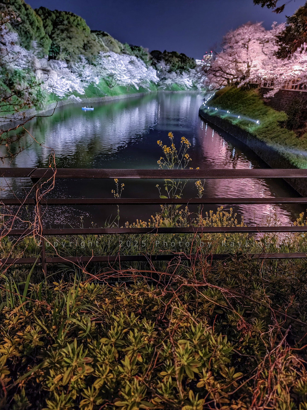 瑰丽缤纷｜ 2025樱花满开的东京（图ZMzg5NDcxODky） - 风光摄影 - 站酷设计师金钻子原创素材 - 站酷ZCOOL