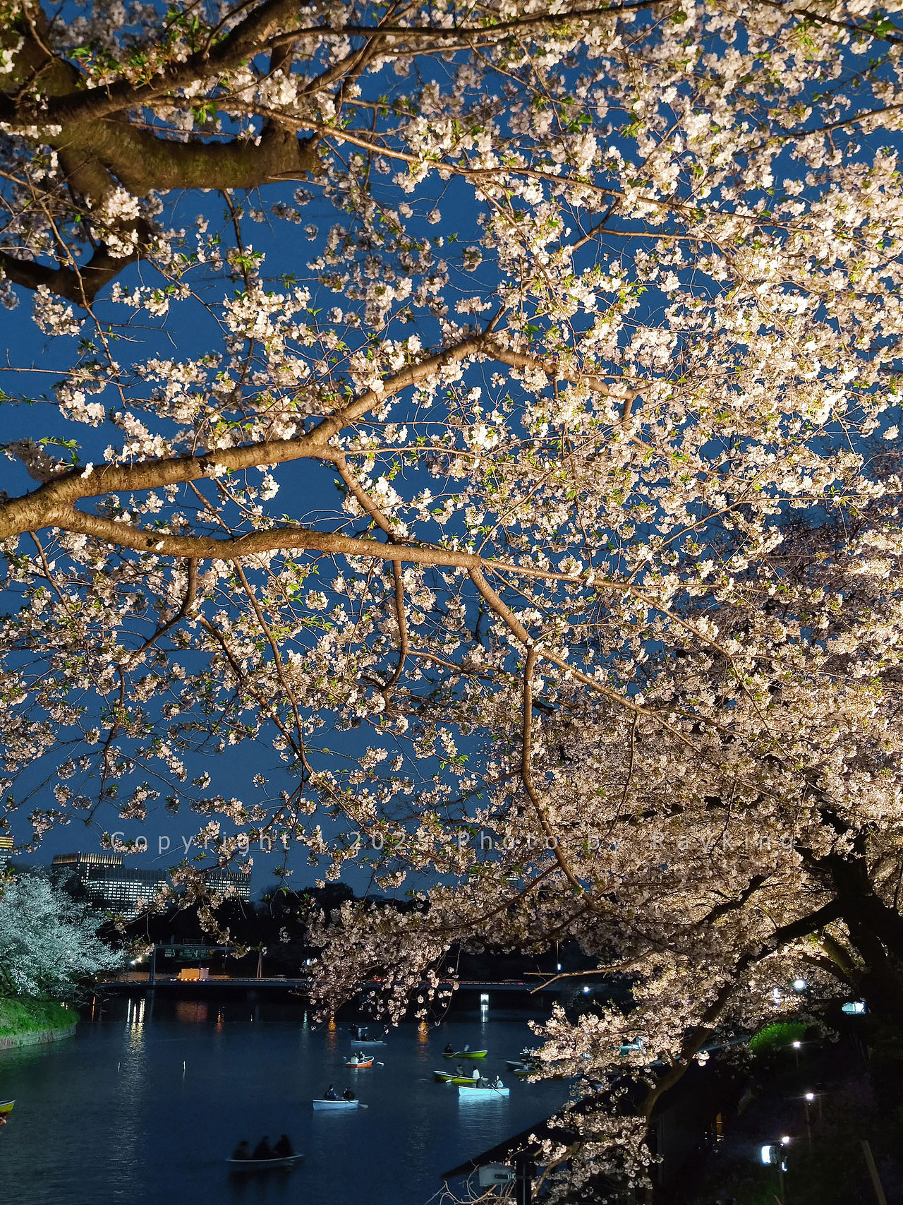 瑰丽缤纷｜ 2025樱花满开的东京（图ZMzg5NDcxODY4） - 风光摄影 - 站酷设计师金钻子原创素材 - 站酷ZCOOL