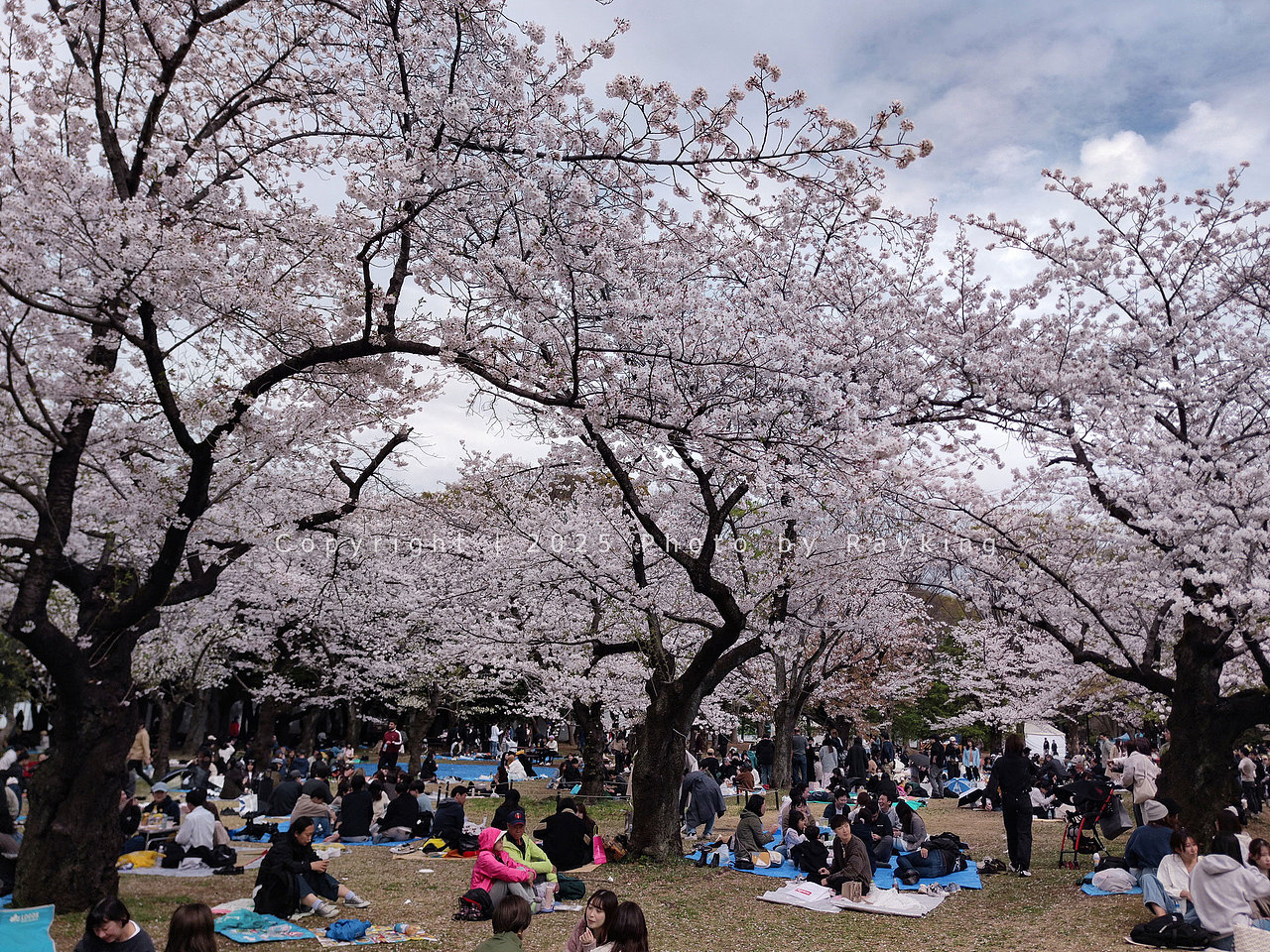 瑰丽缤纷｜ 2025樱花满开的东京（图ZMzg5NDcxODA0） - 风光摄影 - 站酷设计师金钻子原创素材 - 站酷ZCOOL