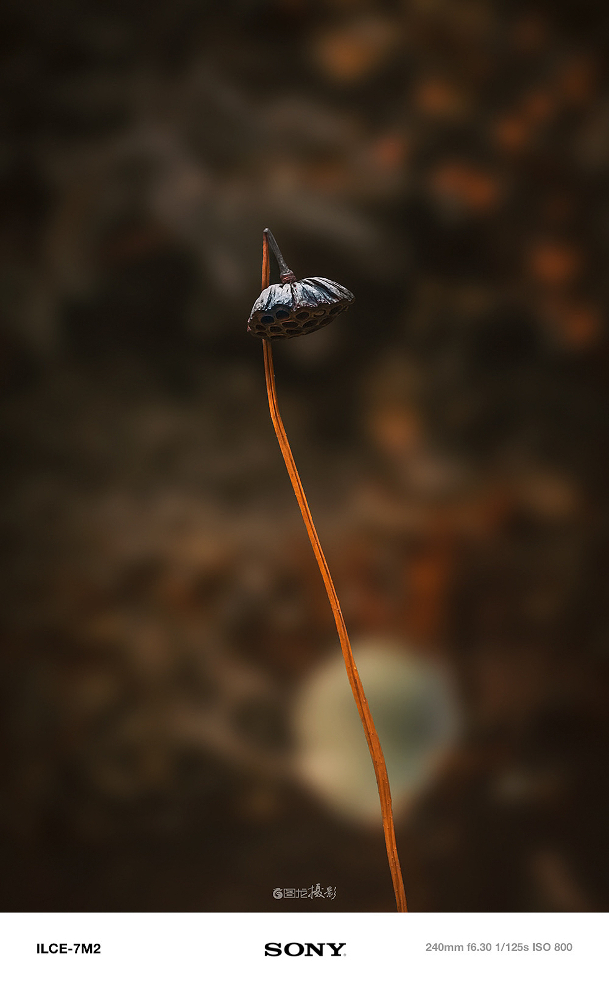 摄影笔记｜在日出与夕阳间，聆听时光的低语