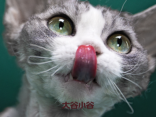 猫狗双全-猫篇
