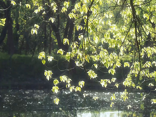 春（个人主页-ZNzE3OTg1MTY=） - 风光摄影 - 站酷设计师Z853623364原创素材 - 站酷ZCOOL