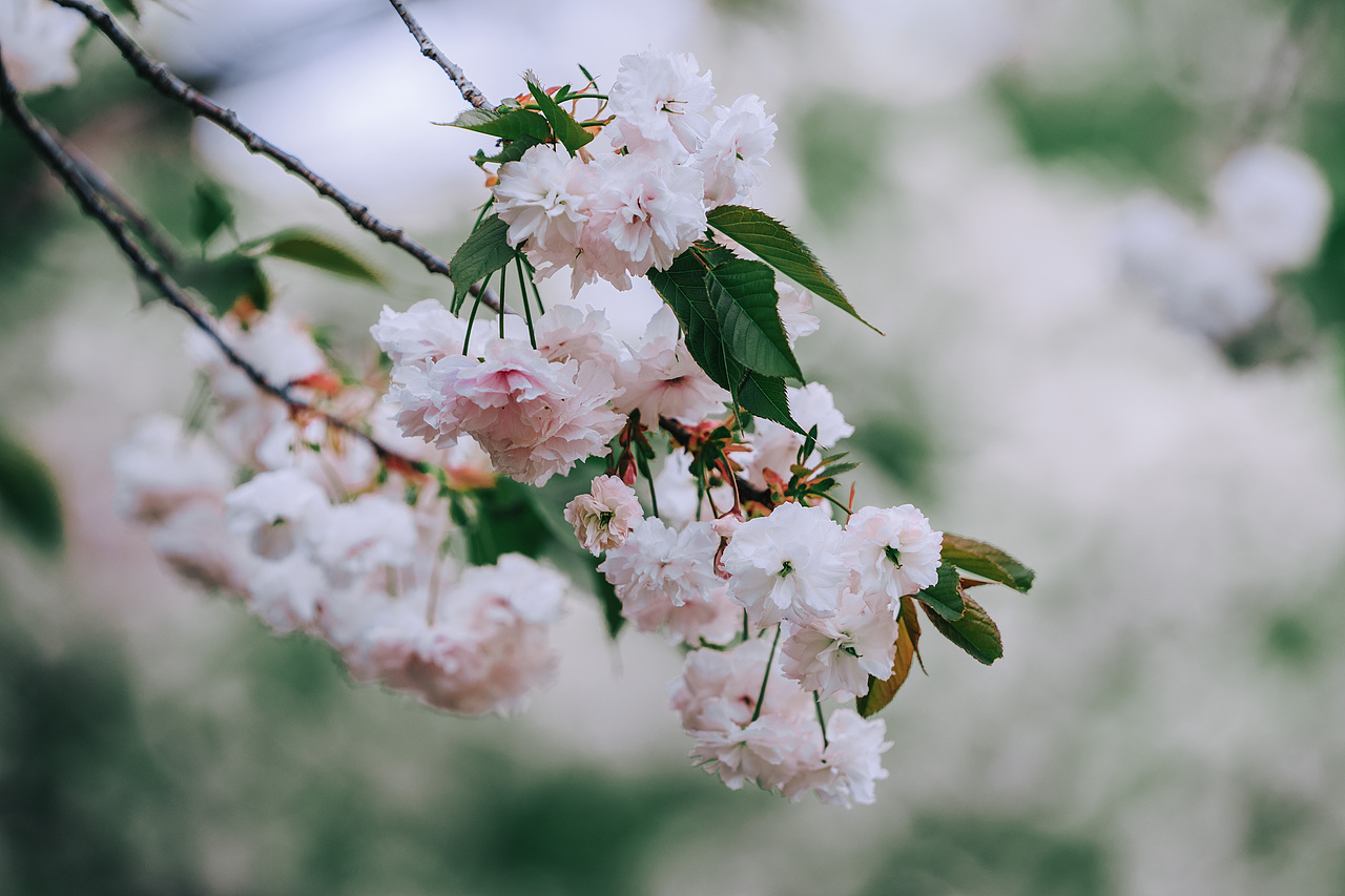 晚樱与旗袍（图ZMzg5NTI4NjI4） - 人像摄影 - 站酷设计师晓驷原创素材 - 站酷ZCOOL