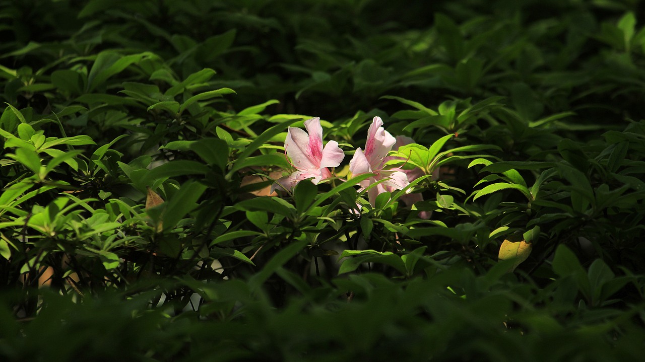 杜鹃花（图ZMzg5NTU4NjEy） - 风光摄影 - 站酷设计师杪鹤原创素材 - 站酷ZCOOL