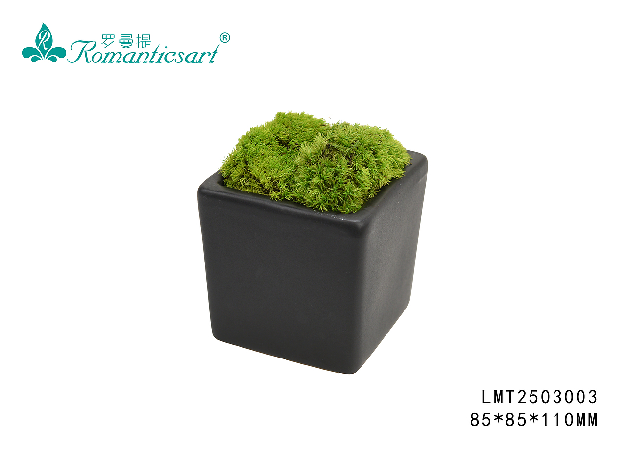 永生青苔小花艺