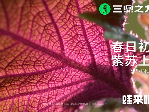 菜品视频|蛙来哒·紫苏牛蛙