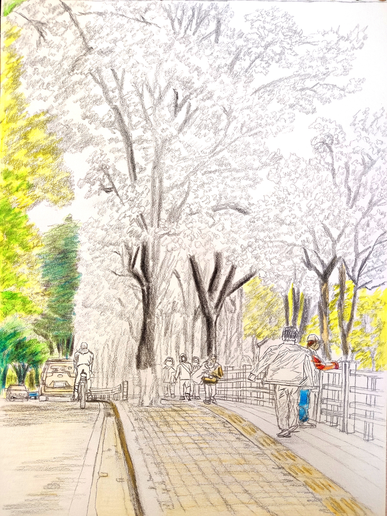 20250309｜麓湖公园步行道盛开的紫荆花（图ZMzg5NTk3ODA4） - 创作习作 - 站酷设计师汤俊文MRTJW原创素材 - 站酷ZCOOL