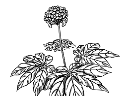 植物草药插画
