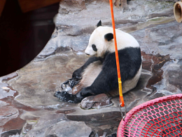 章丘野生动物园游行