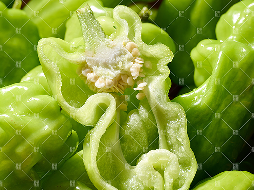 野草春生X云南皱皮椒摄影