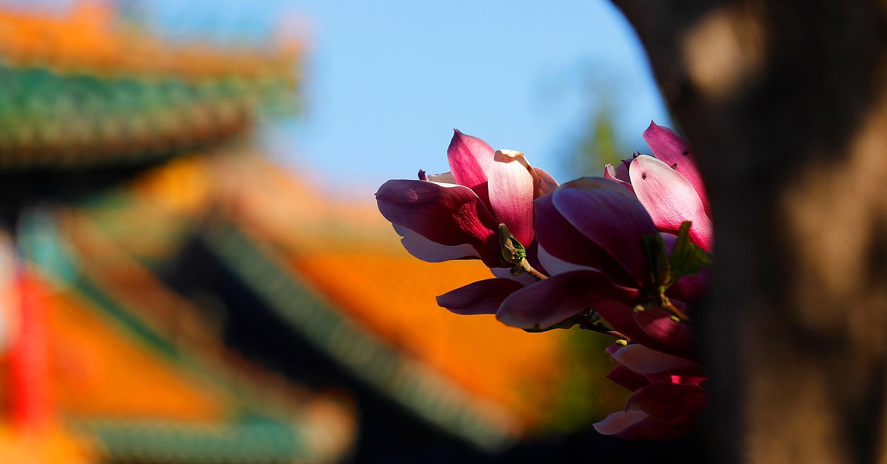 故宫400年（图ZMzg5ODAwNjE2） - 环境/建筑摄影 - 站酷设计师盛京文化原创素材 - 站酷ZCOOL