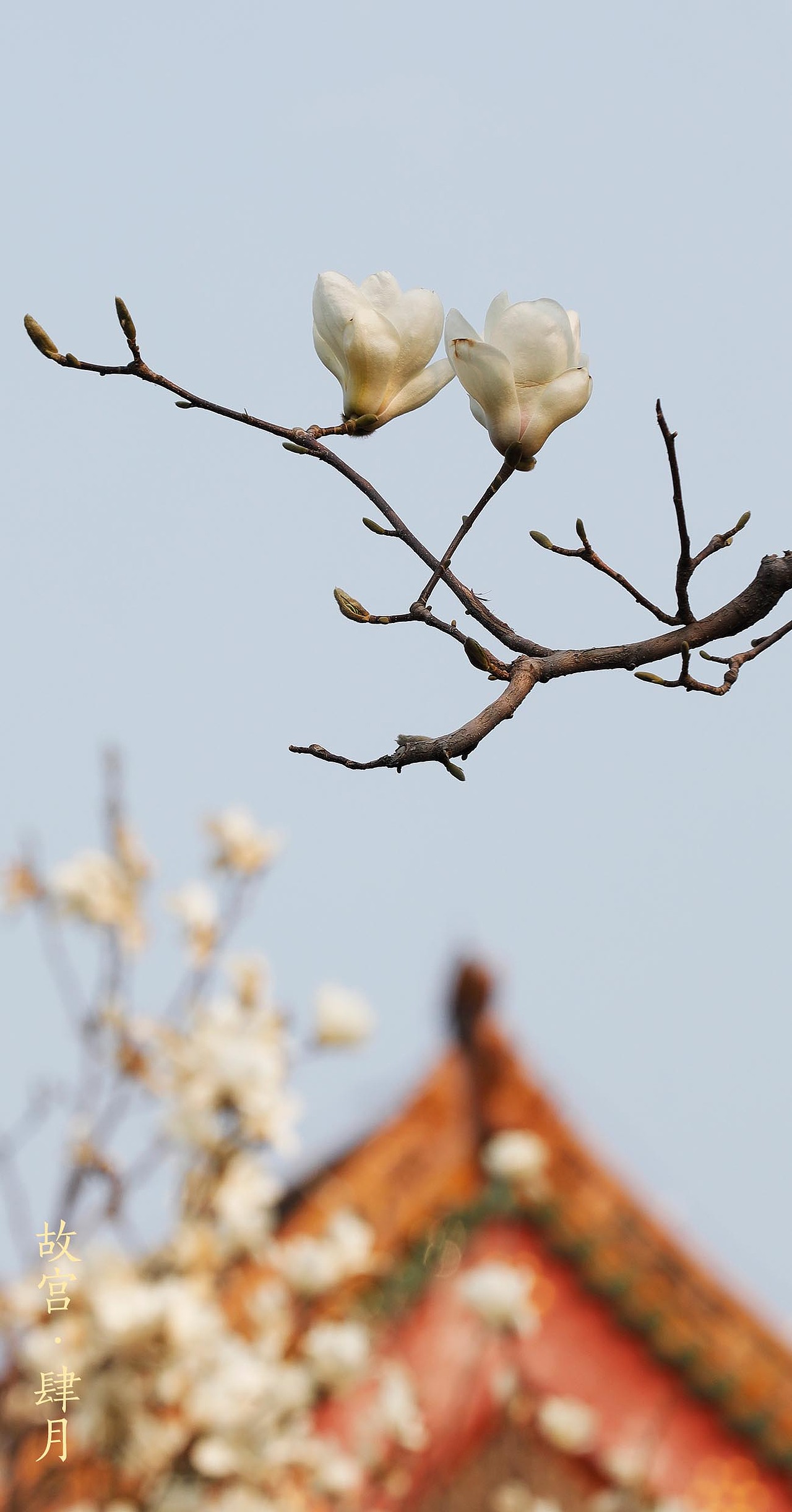 故宫400年（图ZMzg5ODAwNjI4） - 环境/建筑摄影 - 站酷设计师盛京文化原创素材 - 站酷ZCOOL