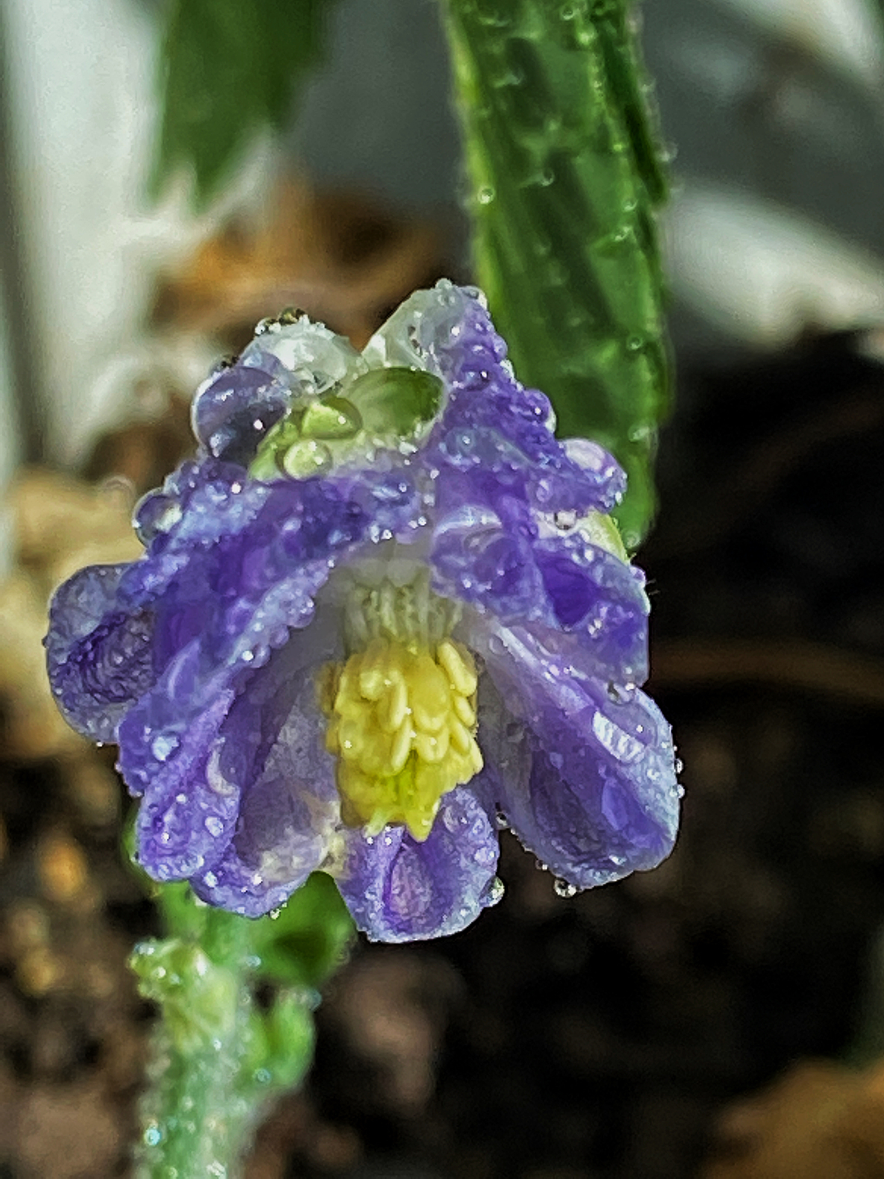 刘勇良手机纪实摄影：晨露中的花朵（图ZMzg5ODAxODcy） - 人文/纪实摄影 - 站酷设计师刘勇良意创书设原创素材 - 站酷ZCOOL