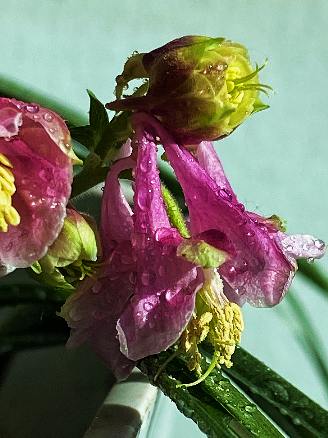 刘勇良手机纪实摄影：晨露中的花朵（图ZMzg5ODAxODc2） - 人文/纪实摄影 - 站酷设计师刘勇良意创书设原创素材 - 站酷ZCOOL